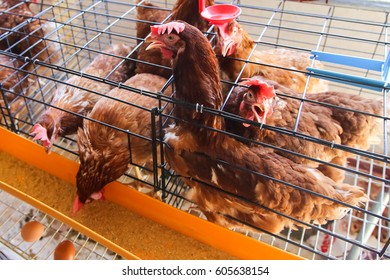 Chicken Farming Small Cage Stock Photo 605638154 | Shutterstock