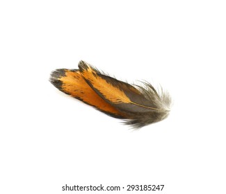 Chicken Feather