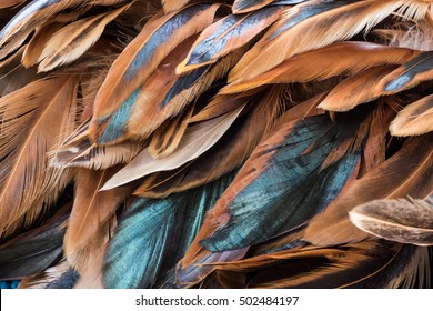 Chicken Feather Background  