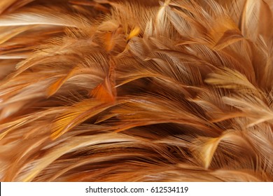 Chicken Feather Color Brown And Orange