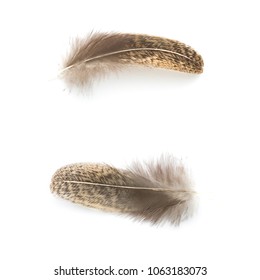 Chicken Feather Isolated On White In Top View