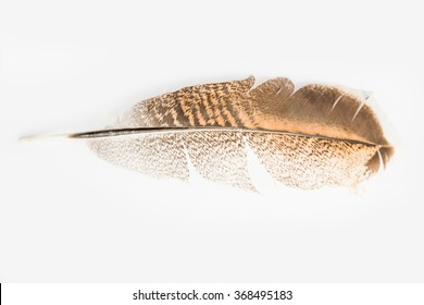 Chicken Feather On White Board