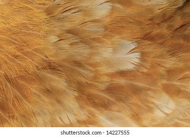 Chicken Feather Texture
