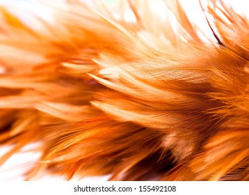 Chicken Feather Texture