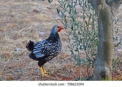 jersey black giant rooster