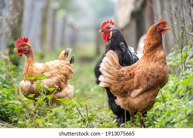 Chicken Feeding On Traditional Rural Barnyard. Hens On Barn Yard In Eco Farm. Free Range Poultry Farming Concept.