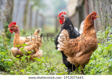 Chicken feeding on traditional rural barnyard. Hens on barn yard in eco farm. Free range poultry farming concept.