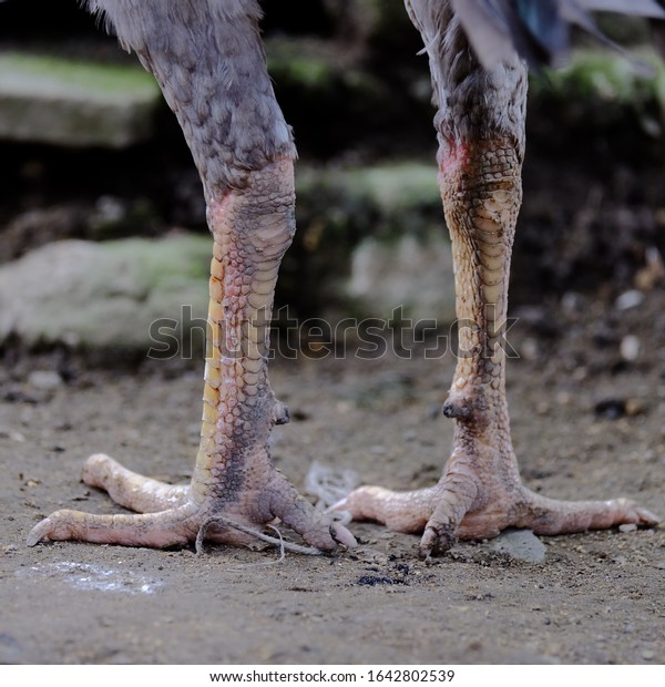 Chicken Feet Claw Back Side Two Stock Photo 1642802539 | Shutterstock