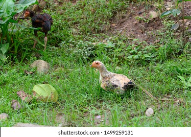 Chicken Fighting Holiday Stock Photo 1499259131 | Shutterstock