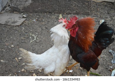 Chick Fights Ko