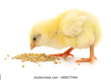 Huhn mit Essen einzeln auf weißem Hintergrund.
