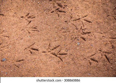 Chicken Footprint On The Ground