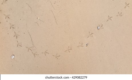 Chicken Footprints  On The Sand Beach