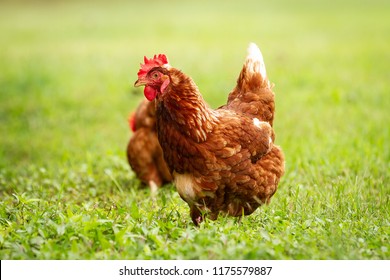 3,683 Chicken forage Images, Stock Photos & Vectors | Shutterstock