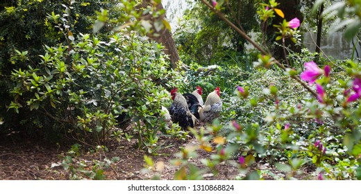 Chicken free in the forest floor -  blooming rhododendrons. Permaculture, ecological farm Free Range Eggs.