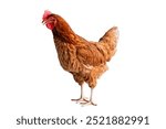 Chicken, Full body of brown chicken hen standing isolated white background with clipping path, Laying hens farmers concept.