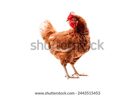 Chicken, Full body of brown chicken hen standing isolated white background with clipping path, Laying hens farmers concept.