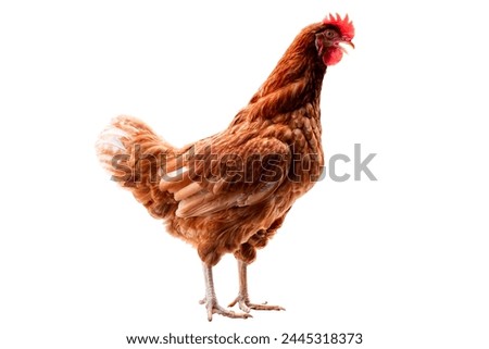Chicken, Full body of brown chicken hen standing isolated white background with clipping path, Laying hens farmers concept.