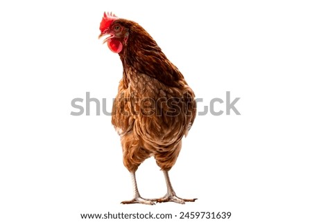 Chicken, Full body of brown chicken hen standing isolated white background with clipping path, Laying hens farmers concept.