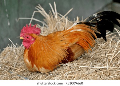 Chicken Gallus Gallus Domesticus