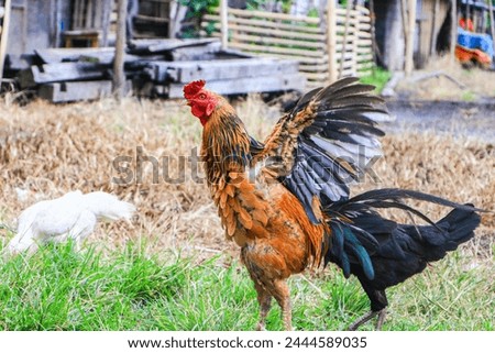 Chicken (Gallus gallus domesticus) is classified as the Aves class, Galliformes Order, Family Phasianidae. Characteristics of chickens have mini stature, small posture and dwarf growth.