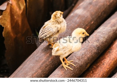 Chicken (Gallus gallus domesticus) is classified as the Aves class, Galliformes Order, Family Phasianidae. Characteristics of chickens have mini stature, small posture and dwarf growth.