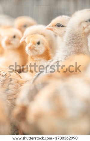 chicken in the garden, young and big chicken, farm, natural colorful background, farming