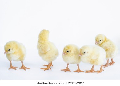 Chicken Growing Chickens On Farms Organic Stock Photo 1723234207 ...