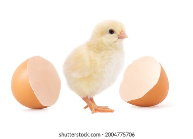 4 572件の Cock Shell の画像 写真素材 ベクター画像 Shutterstock