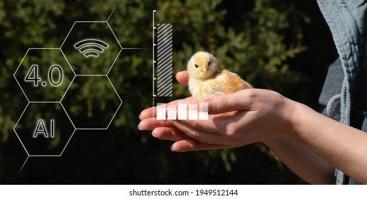 Chicken In Hand. Poultry Farm.