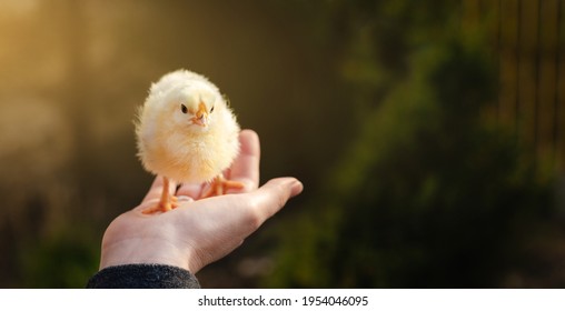 Chicken In Hand. Poultry Farm.