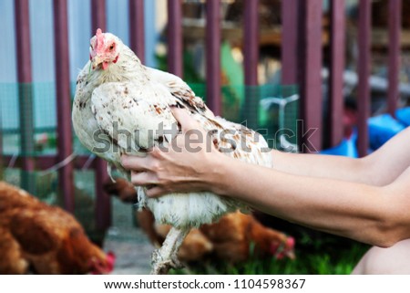 Chicken in hands. An ecological concept.