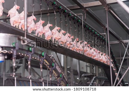 Chicken hanging on a rail in a factory slaughtered chicken parts.
