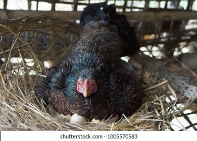 hen hatching