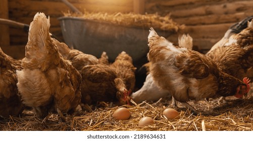 Chicken hatching eggs in a henhouse. Farming lifestyle in the countryside, hens are hatching eggs on a pile of straw in rural farms, fresh eggs from the farm in the countryside. - Powered by Shutterstock