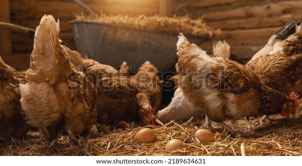 Chicken hatching\
eggs in a henhouse. Farming lifestyle in the countryside, hens are\
hatching eggs on a pile of straw in rural farms, fresh eggs from\
the farm in the\
countryside.