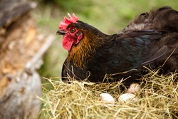 Chicken Hatching Eggs. The Lifestyle Of The Farm In The Countryside, Hens Are Hatching Eggs On A Pile Of Straw In Rural Farms, Fresh Eggs From The Farm In The Countryside.