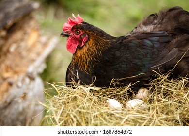 Chicken hatching eggs. The lifestyle of the farm in the countryside, hens are hatching eggs on a pile of straw in rural farms, fresh eggs from the farm in the countryside.