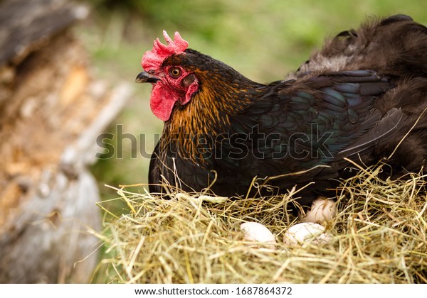 Chicken hatching eggs.\
The lifestyle of the farm in the countryside, hens are hatching\
eggs on a pile of straw in rural farms, fresh eggs from the farm in\
the countryside.