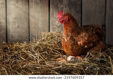 chicken hatching eggs in nest of straw inside a wooden henhouse with sunshine