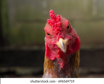 Chicken head - a close-up face of angry rooster.
