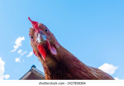 Chicken Head Looking At The Camera From Above Close Up