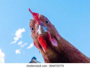 Chicken head looking at the camera from above close up