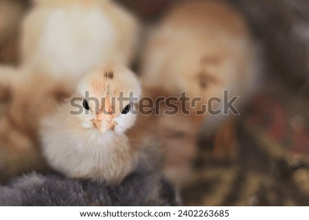 Chicken head on blurry background of chicken coop. Growing chickens in incubator.