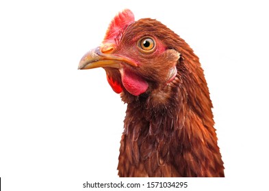 Chicken Head On White. Hen Portrait Close-up.