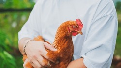 Chicken Or Hen Was Holded By Her Owner, Concept Of Caring Farming Or Agriculture. An Eco-friendly Or Organic Farm. Free Cage Hen, Happy And Healthy Chicken In Outdoor Farm. Slow Lifestyles.