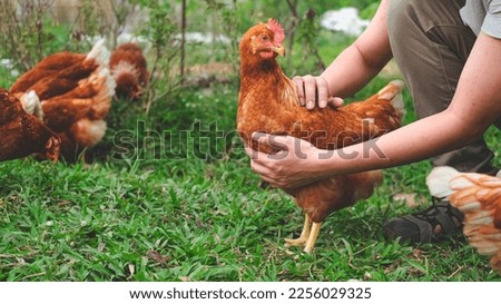 Chicken or hen was holded by her owner, Concept of caring farming or agriculture. An eco-friendly or organic farm. Free cage hen, happy and healthy chicken in outdoor farm. slow lifestyles.