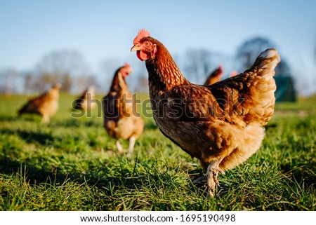 Chicken or hen on a green meadow. Selective sharpness. Several chickens out of focus in the background