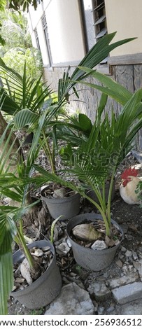 Similar – Image, Stock Photo A chicken hiding in the tall grass