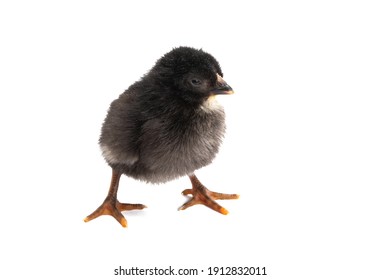 chicken isolated on white background 